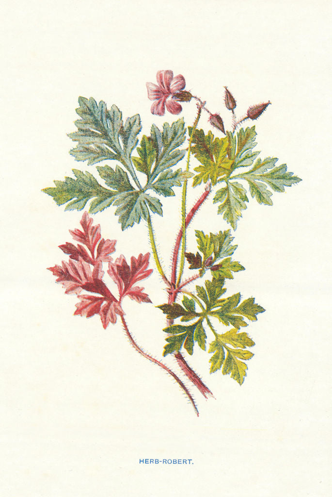Herb-Robert. Wild Flowers by Frederick Edward Hulme c1895 old antique print